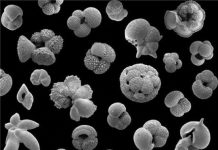 Popcorn-like fossils provide evidence of environmental impacts on species numbers