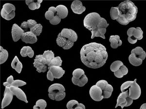 Popcorn-like fossils provide-GeologyPage