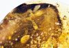 Rare Dinosaur-Era Bird Wings Trapped in Amber