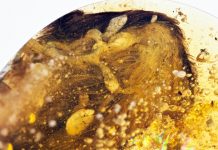 Rare Dinosaur-Era Bird Wings Trapped in Amber