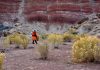 Remarkably diverse flora in Utah, USA, trains scientists for future missions on Mars