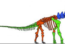 Research on massive vertebrae sheds new light on Alamosaurus sanjuanensis
