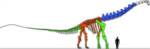 Research on massive vertebrae-GeologyPage