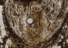 Scientists discover oldest plant root stem cells