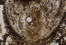 Scientists discover oldest plant root stem cells