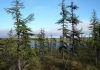 Siberian larch forests are still linked to the ice age