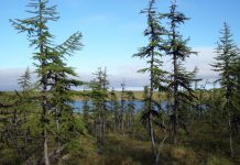 Siberian larch forests are still linked to the ice age