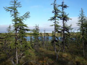 Siberian larch forests are-GeologyPage