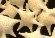 Super-slow circulation allowed world’s oceans to store huge amounts of carbon during last ice age