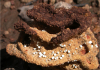 The world’s oldest farmers were insects
