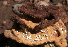 The world’s oldest farmers were insects