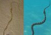 When snakes had legs: New look at rare fossil reveals clues about early reptiles