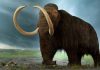 Remains of mammoth uncovered in Mexico