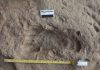 1.5-million-year-old footprints: Homo erectus walked as we do