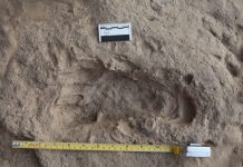 1.5-million-year-old footprints: Homo erectus walked as we do
