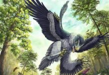 Beaked birds champions of the last mass extinction
