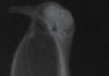 Bird research suggests calling dinosaurs may have been tight-lipped
