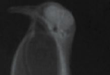 Bird research suggests calling dinosaurs may have been tight-lipped