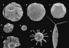 Calcification: Does it pay off in the future ocean?