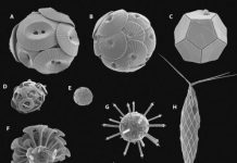 Calcification: Does it pay off in the future ocean?