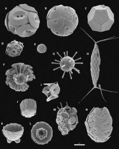 Calcification Does it pay-GeologyPage