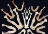 Changes in primate teeth linked to rise of monkeys