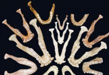 Changes in primate teeth linked to rise of monkeys