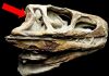 Computed-tomography scans of 245 million-year-old fossil shed light on evolution of inner ear of birds, crocodiles