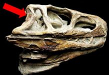 Computed-tomography scans of 245 million-year-old fossil shed light on evolution of inner ear of birds, crocodiles