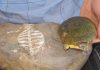Discover Real Reason Why Turtles Have Shells
