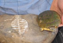 Discover Real Reason Why Turtles Have Shells