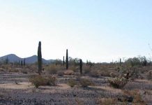 Distant volcanic eruptions foster saguaro cacti baby booms