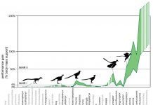 Evolution of flight in birds
