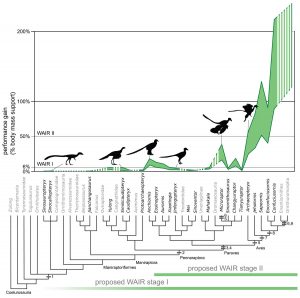 Evolution of flight in birds-GeologyPage