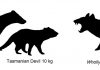 First discovery a new extinct carnivorous marsupial