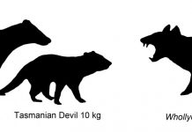 First discovery a new extinct carnivorous marsupial