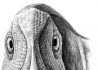 First fossil facial tumor discovered in a dwarf duck-billed dinosaur from Transylvania