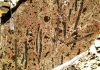 For ancient deep-sea plankton, a long decline before extinction