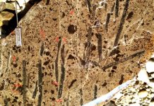For ancient deep-sea plankton, a long decline before extinction