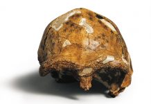 How China is rewriting the book on human origins