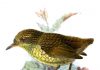 NZ wren DNA analysis reshapes geological theory