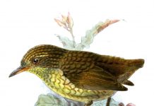 NZ wren DNA analysis reshapes geological theory