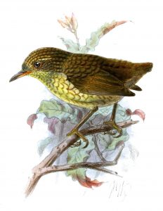 NZ wren DNA analysis-GeologyPage