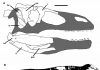 New dinosaur species may give clues to evolutionary origin of megaraptorid clade