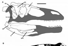 New dinosaur species may give clues to evolutionary origin of megaraptorid clade