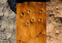 New fossil evidence supports theory that first mass extinction engineered by early animals