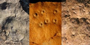 Fossils from Zaris site in Namibia: left, the discs are fossil remains of the holdfast structures that were holdfast structures for an Ediacaran species called aspidella; middle, bumps on the rock surface are the remains of burrows, called conich burrow, that were originally inhabited by anemone-like animals that may have fed on Ediacaran larvae; and,right, odd annulated and ribbon-like fossils that represent mysterious early animals (likely ecosystem engineers) called shaanxilithes. (Simon Darroch / Vanderbilt)