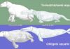 New index reveals likelihood of terrestrial or aquatic lifestyles of extinct mammals