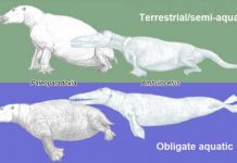 New index reveals likelihood of terrestrial or aquatic lifestyles of extinct mammals