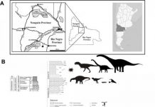 New theropod dinosaur suggests that small T. rex-like arms evolved multiple times